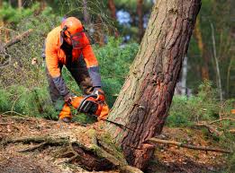 How Our Tree Care Process Works  in Beechwood Trails, OH